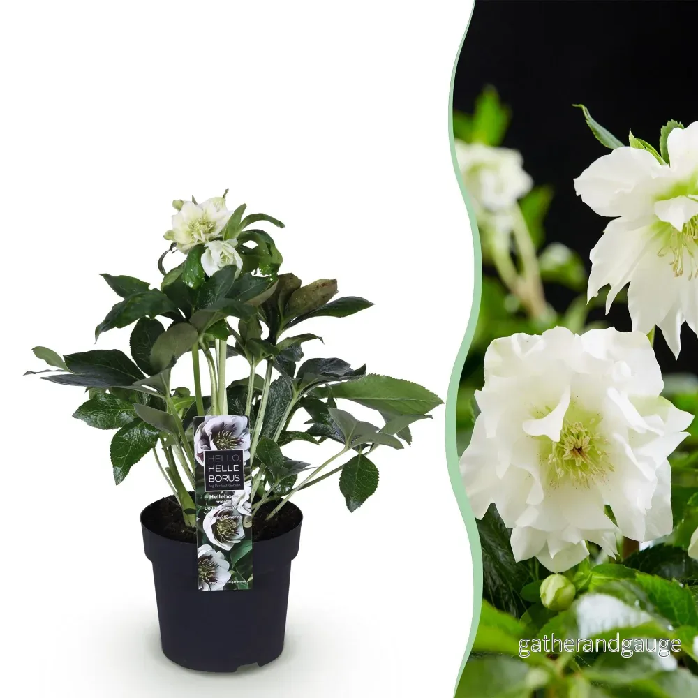 Orientalisk Julros (Helleborus orientalis) 'Double Ellen White' - Bild 2