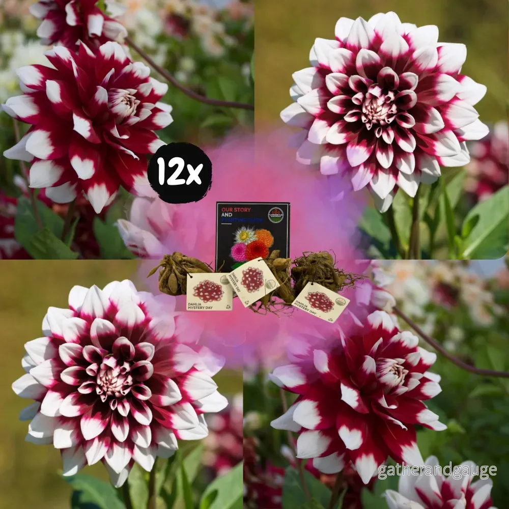 Dahlia Mistery Day stora blommor – låda med 12 lökar Dahlia Mistery Day stora blommor – låda med 12 lökar