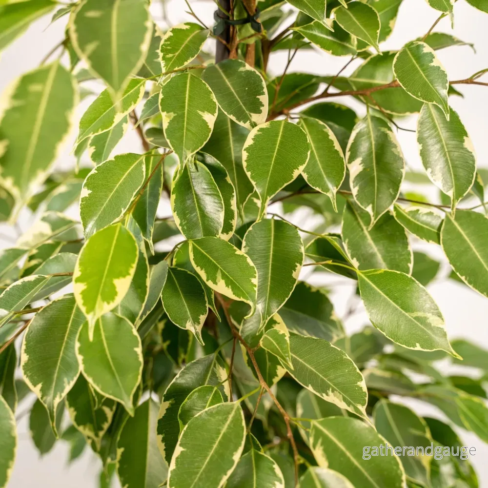Ficus benjamina Golden King h95cm - Bild 3