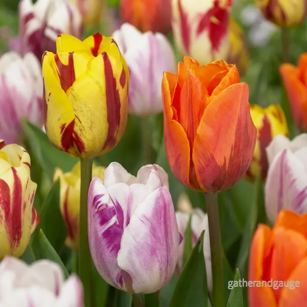 Tulipe en mélange Flaming Beauty