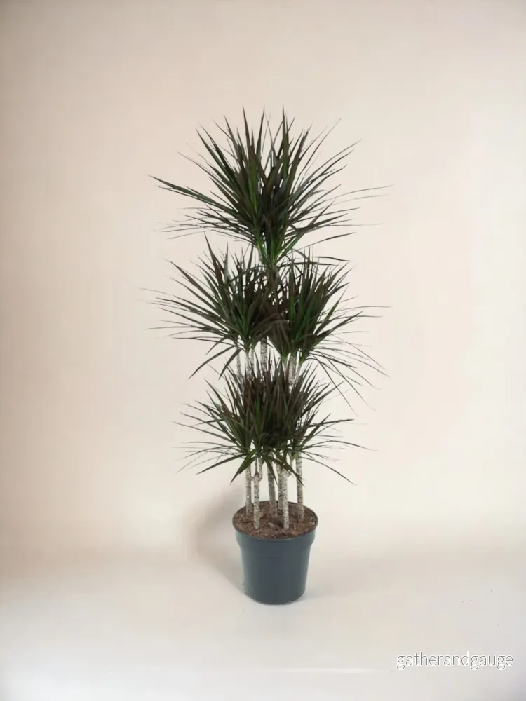 Dracaena Magenta Carousel - 150cm - ø31 - Bild 3