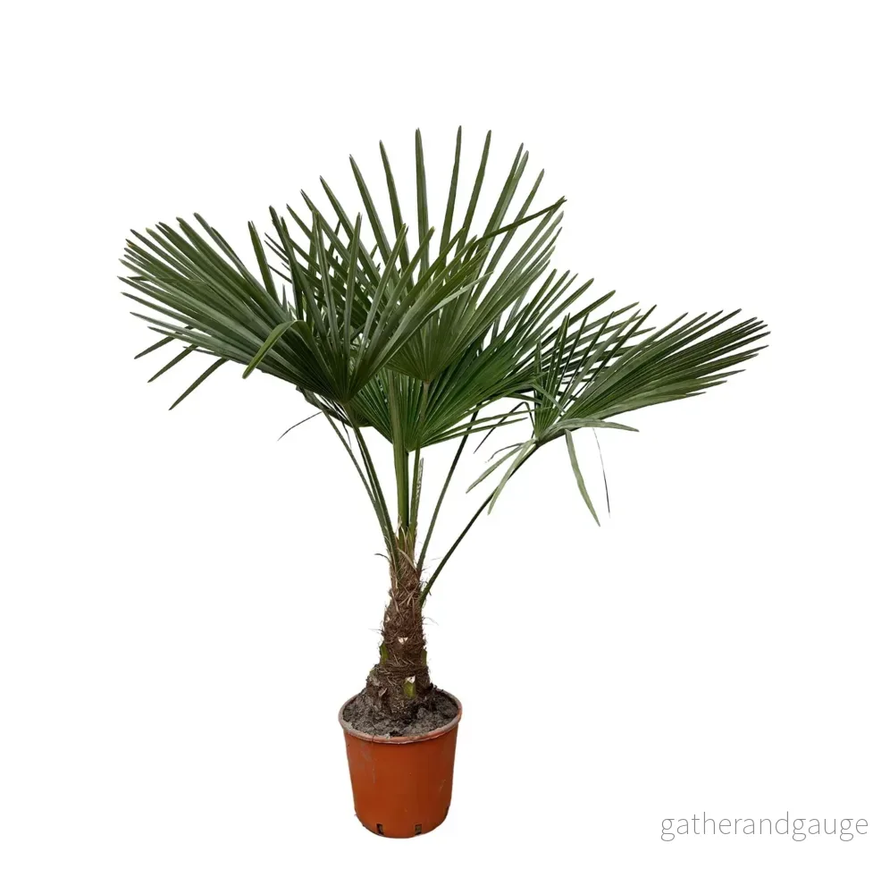 Trachycarpus - Bild 2