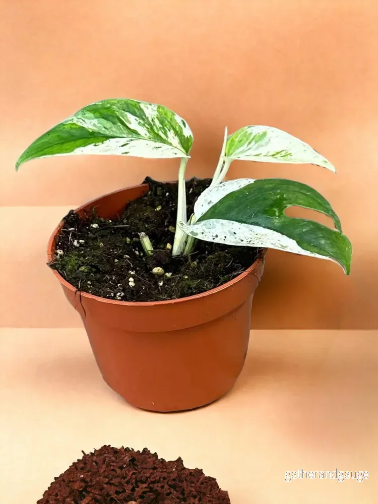 Epipremnum Pinnatum Marble Variegata Epipremnum Pinnatum Marble Variegata