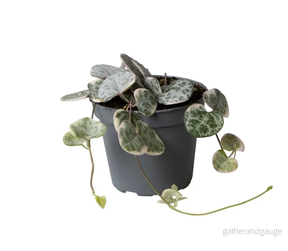 Mini Ceropegia Variegata - Bild 2