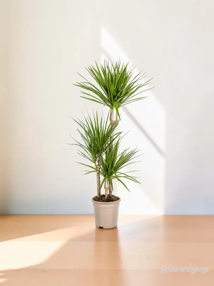 Dracaena Marginata Green Ø21cm – ↕110 – 130cm