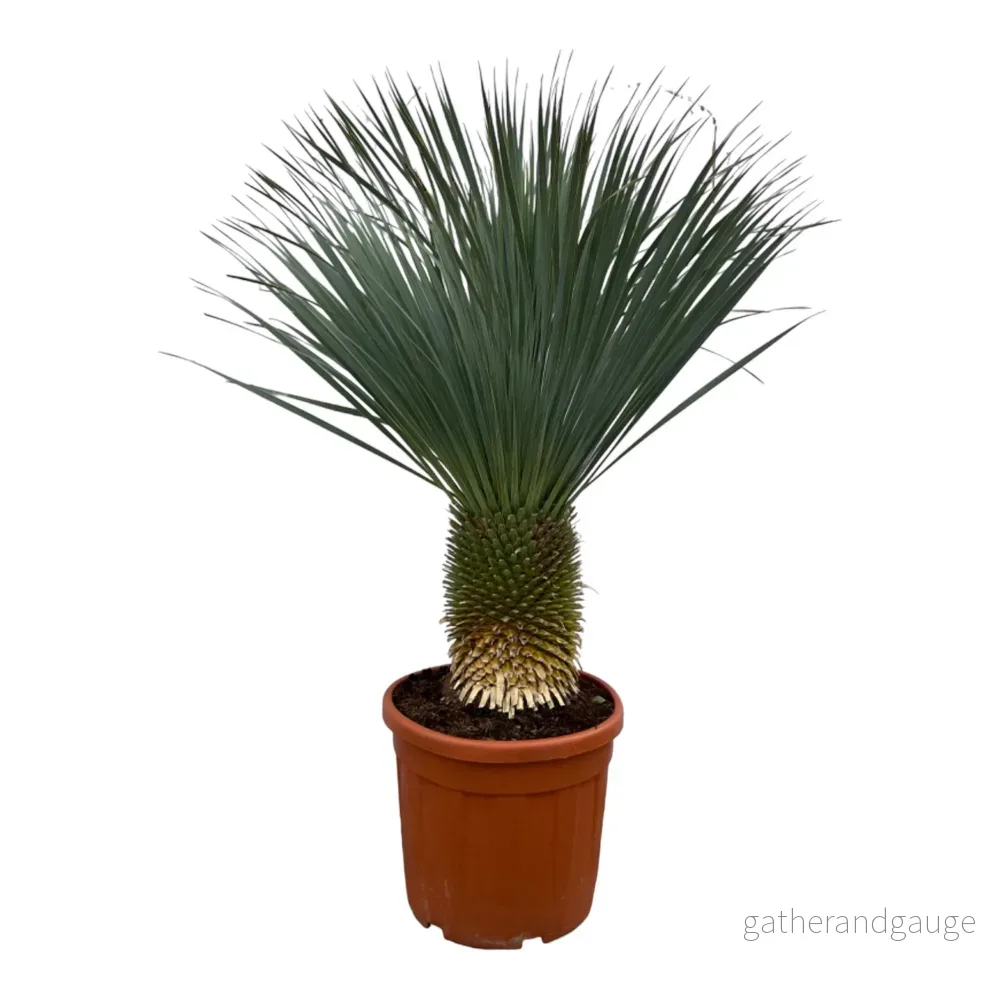 Yucca Rostrata – 160 cm – Ø50cm