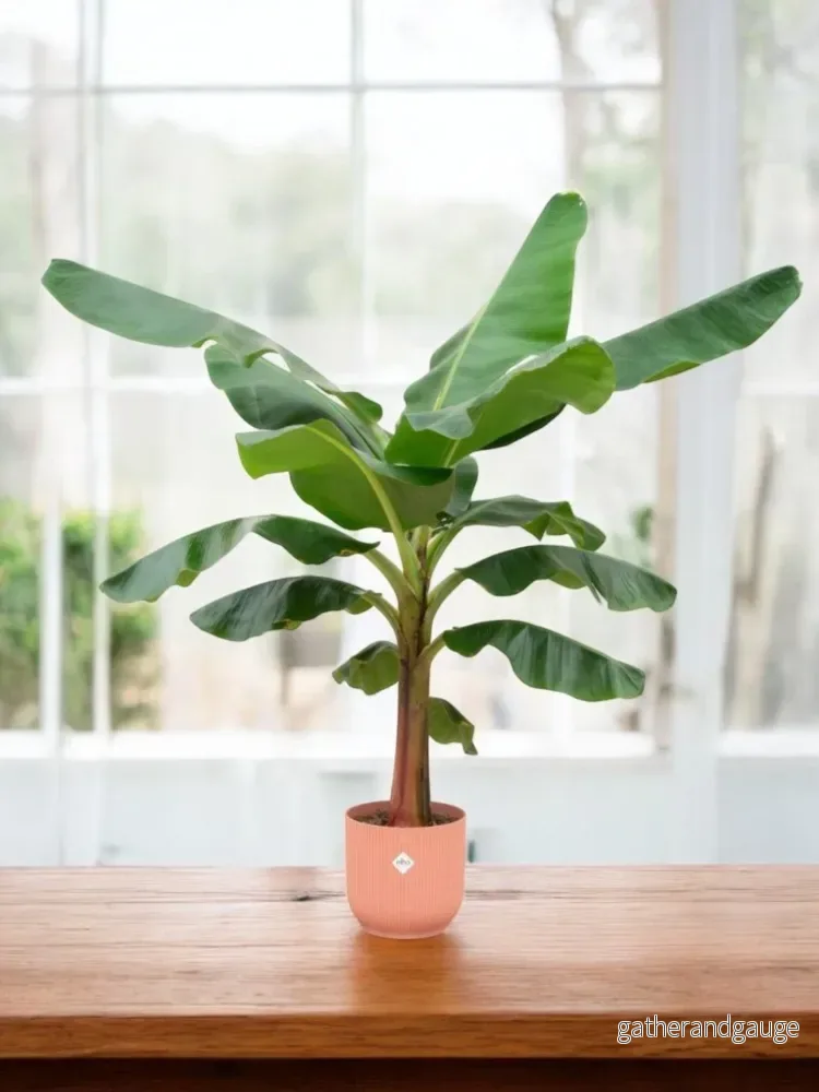 Musa bananträd 150cm och dess kruka