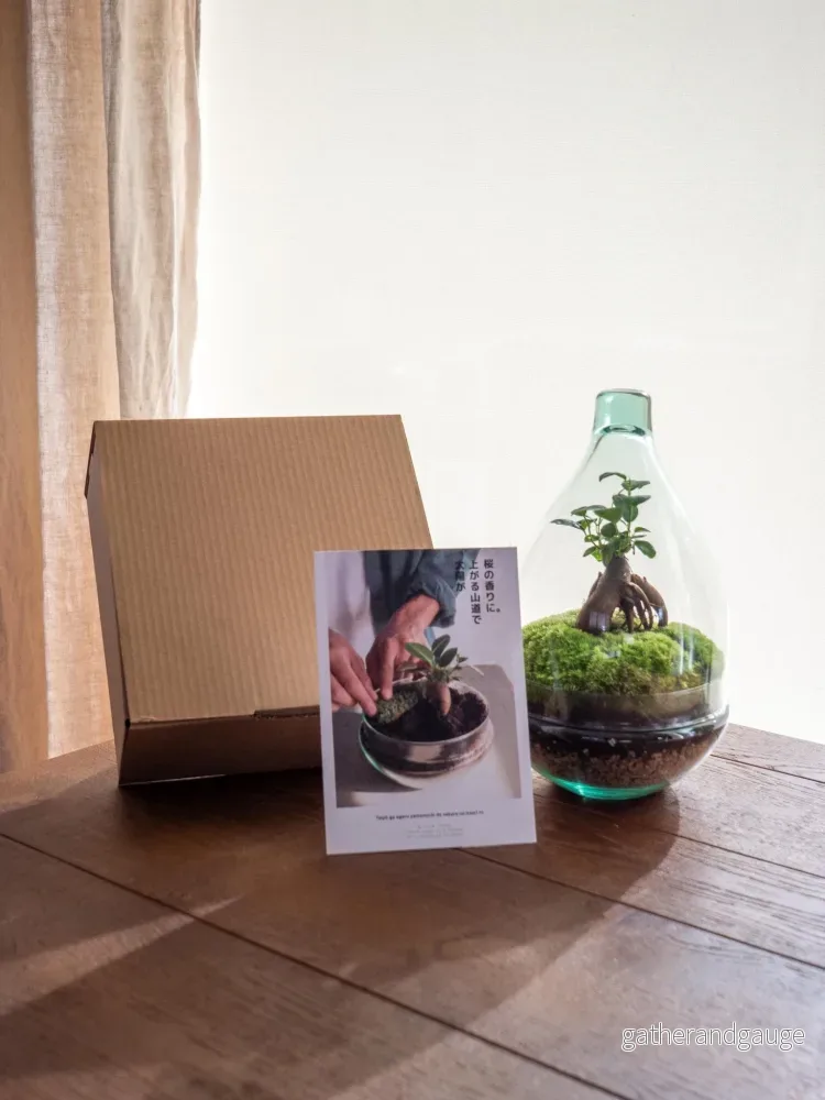 DIY Terrarium Kit - CORTICA