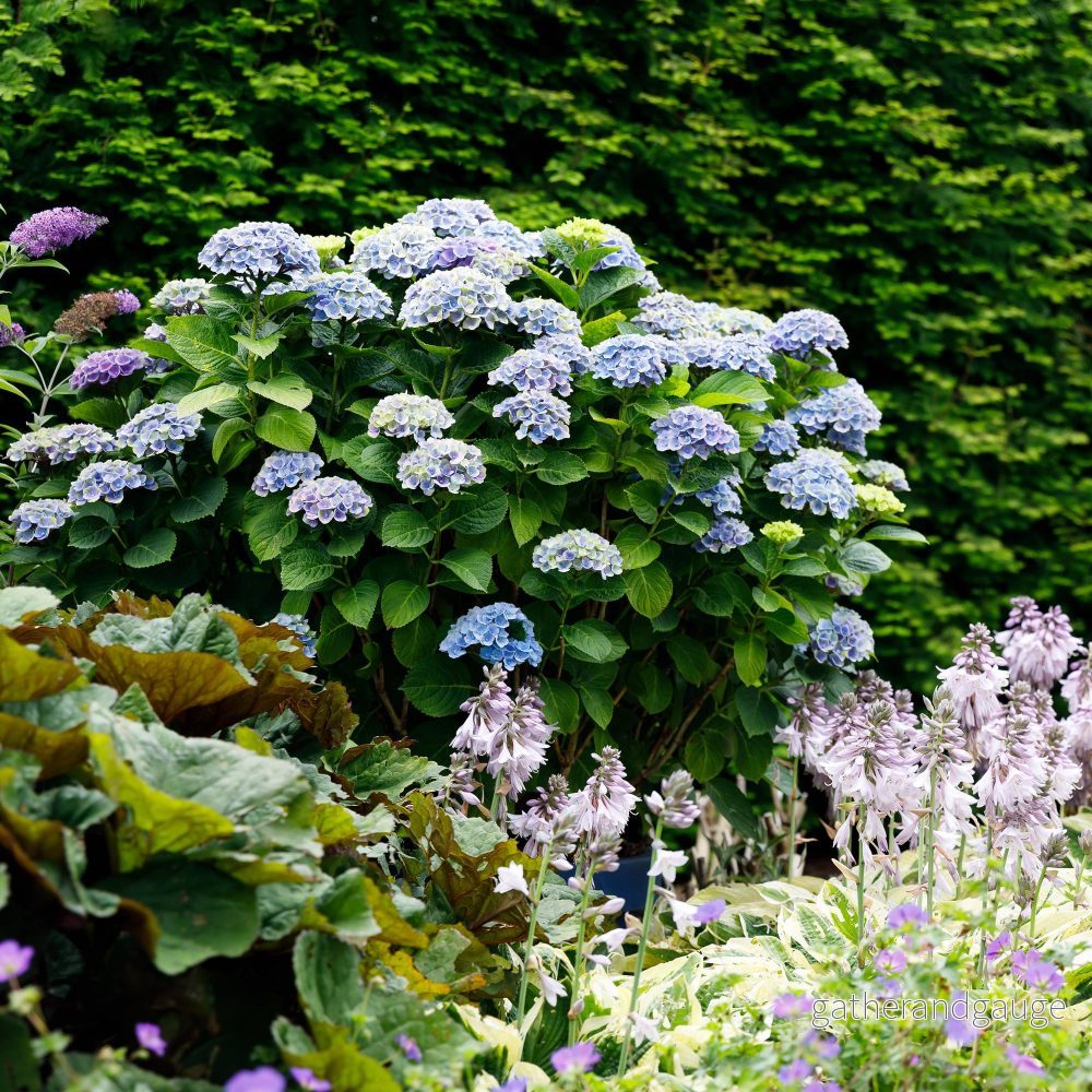 Hortensia (Hydrangea Macrophylla) ’Magical Revolution Blue’ Hortensia (Hydrangea Macrophylla) ’Magical Revolution Blue’