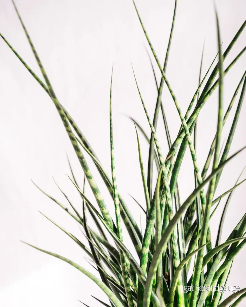Sansevieria Punk h70cm - Bild 2
