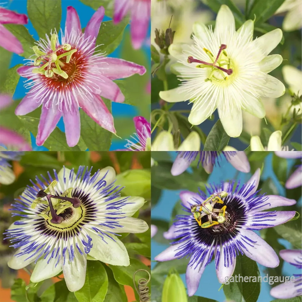 Passionsblomma (Passiflora spp.) ’Rainbow’ Passionsblomma (Passiflora spp.) ’Rainbow’