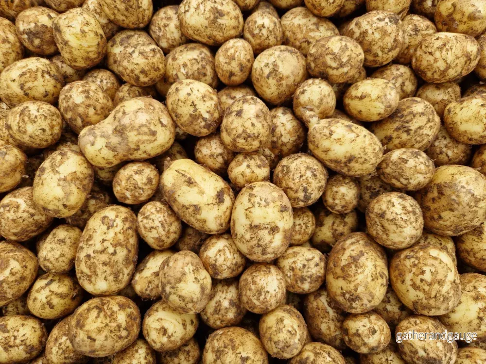 Potatis färsk från Strandåkra Abbekås 10kr/kg Potatis färsk från Strandåkra Abbekås 10kr/kg