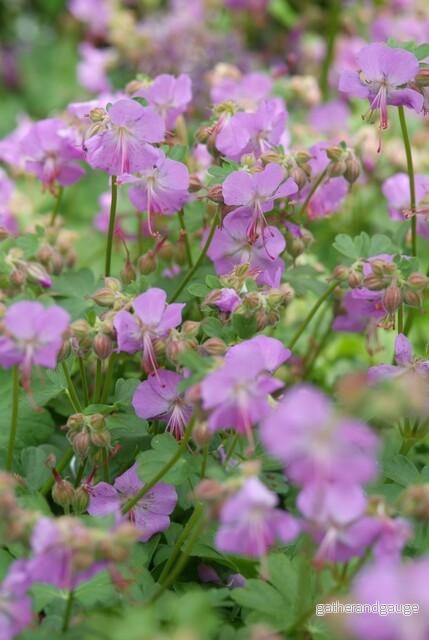 Staudenstorksnävel (Geranium x cantabrigiense) 'Cambridge' - Bild 3