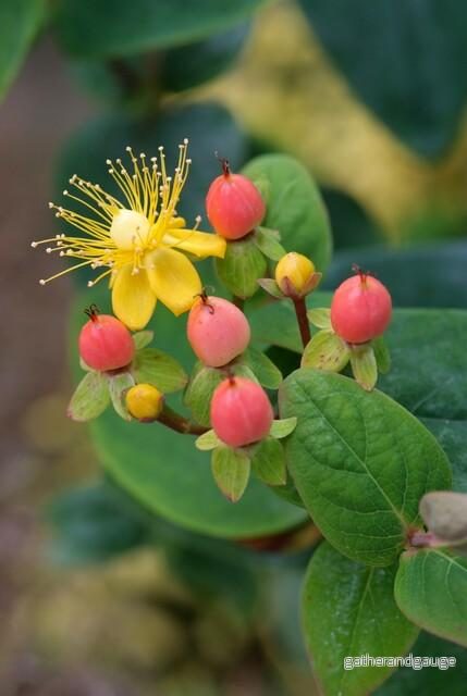 Luktlös Johannesburg (Hypericum inodorum) 'Annebel' - Bild 3