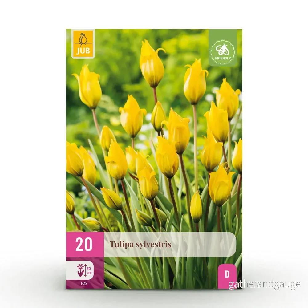 Green boutiQ – Bloembollen – Tulp Sylvestris – Kleur Geel – 20 stuks – Bolmaat 5/6 – XXL Pack Green boutiQ – Bloembollen – Tulp Sylvestris – Kleur Geel – 20 stuks – Bolmaat 5/6 – XXL Pack