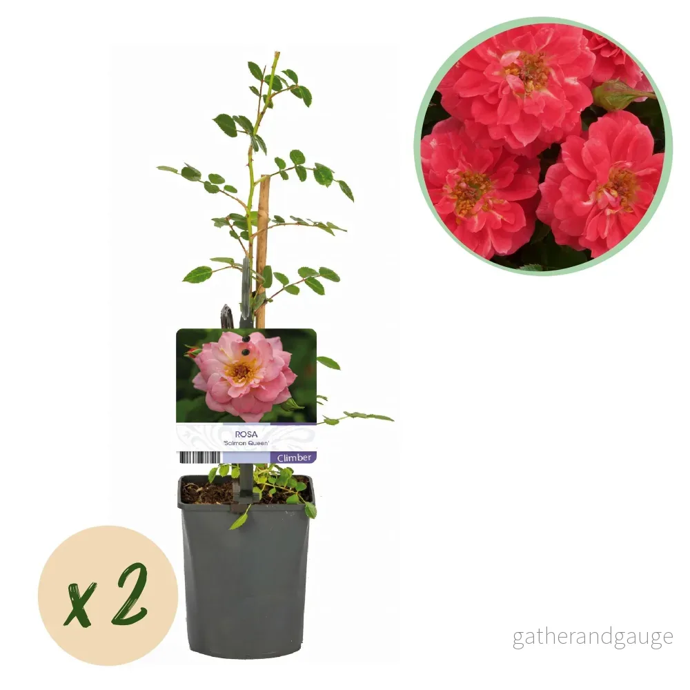 Klätterros (Rosa) 'Salmon Queen' - Bild 2