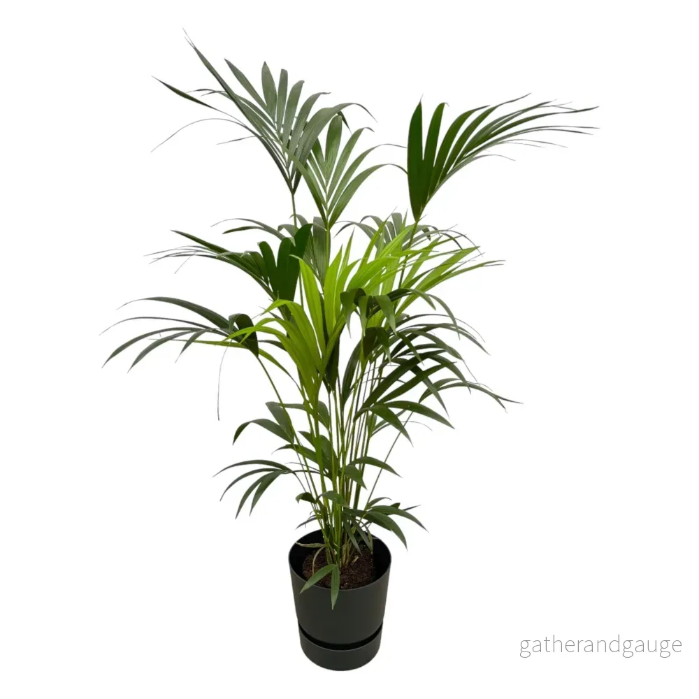 Kentia palm 160cm och dess kruka - Bild 3