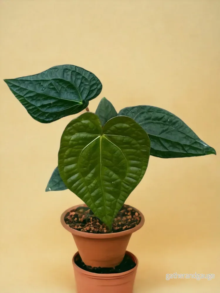 Anthurium Magnificum X Luxurians Anthurium Magnificum X Luxurians