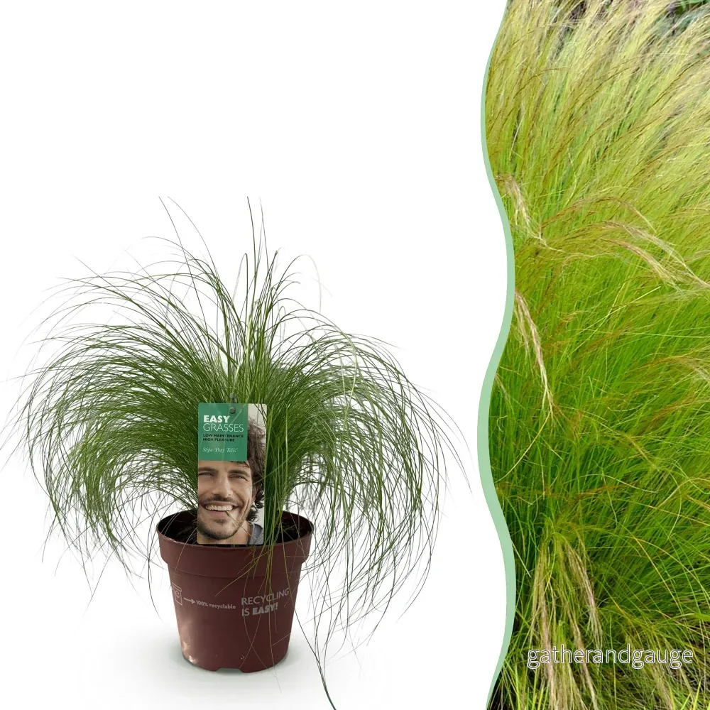 Cheveux D'Ange (Stipa Tenuissima) 'Pony Tails' - Bild 2