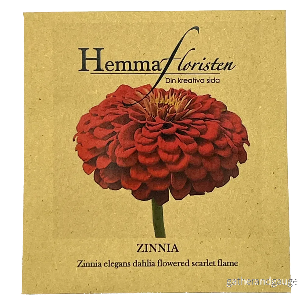 Zinnia Dalia-flowred Scarlet Flame - Bild 2