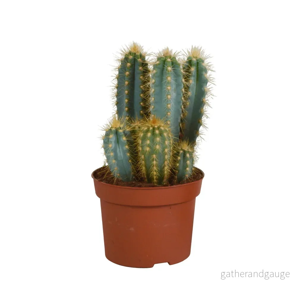 Pilosocereus Azureus - inomhuskaktus