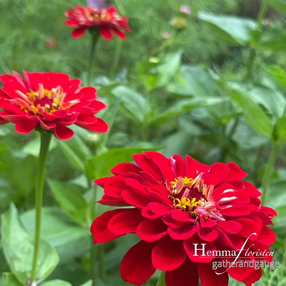 Zinnia Dalia-flowred Scarlet Flame