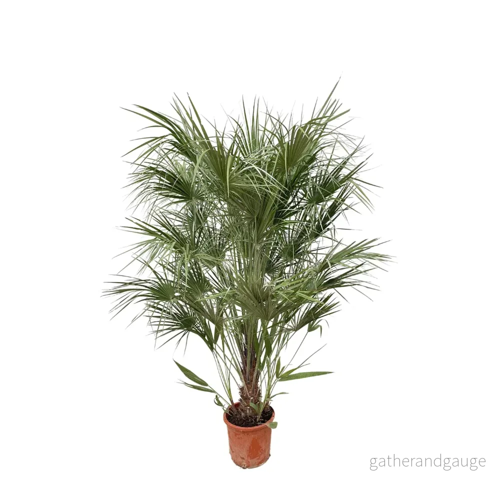 Chamaerops Humilis struik – 180cm- Ø30