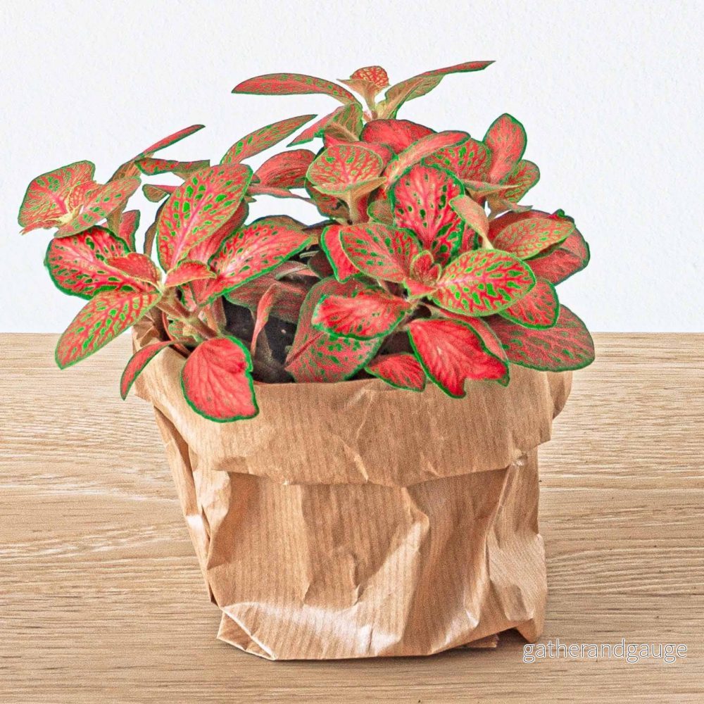 Röd fittonia - Bild 2
