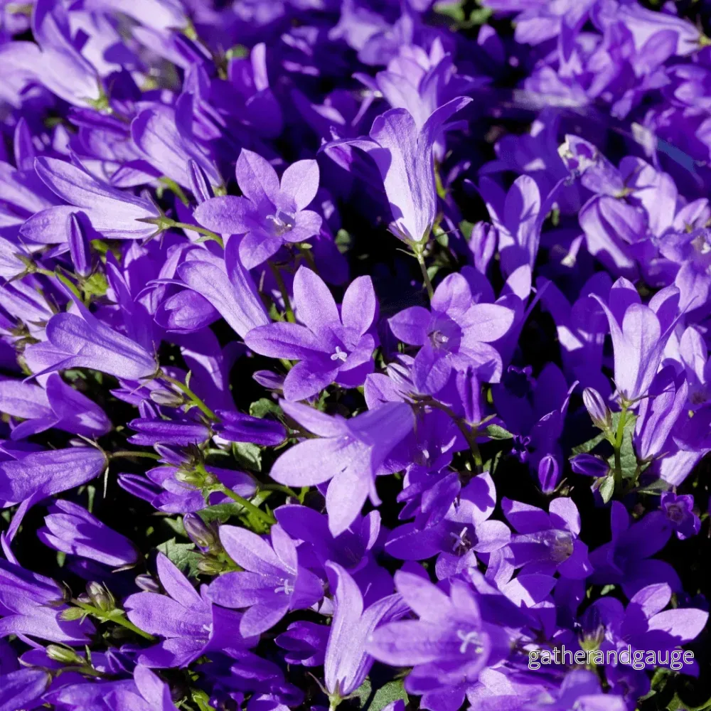Klockblomma Med Persikablad (Campanula persicifolia) ’Coerulea’ Klockblomma Med Persikablad (Campanula persicifolia) ’Coerulea’