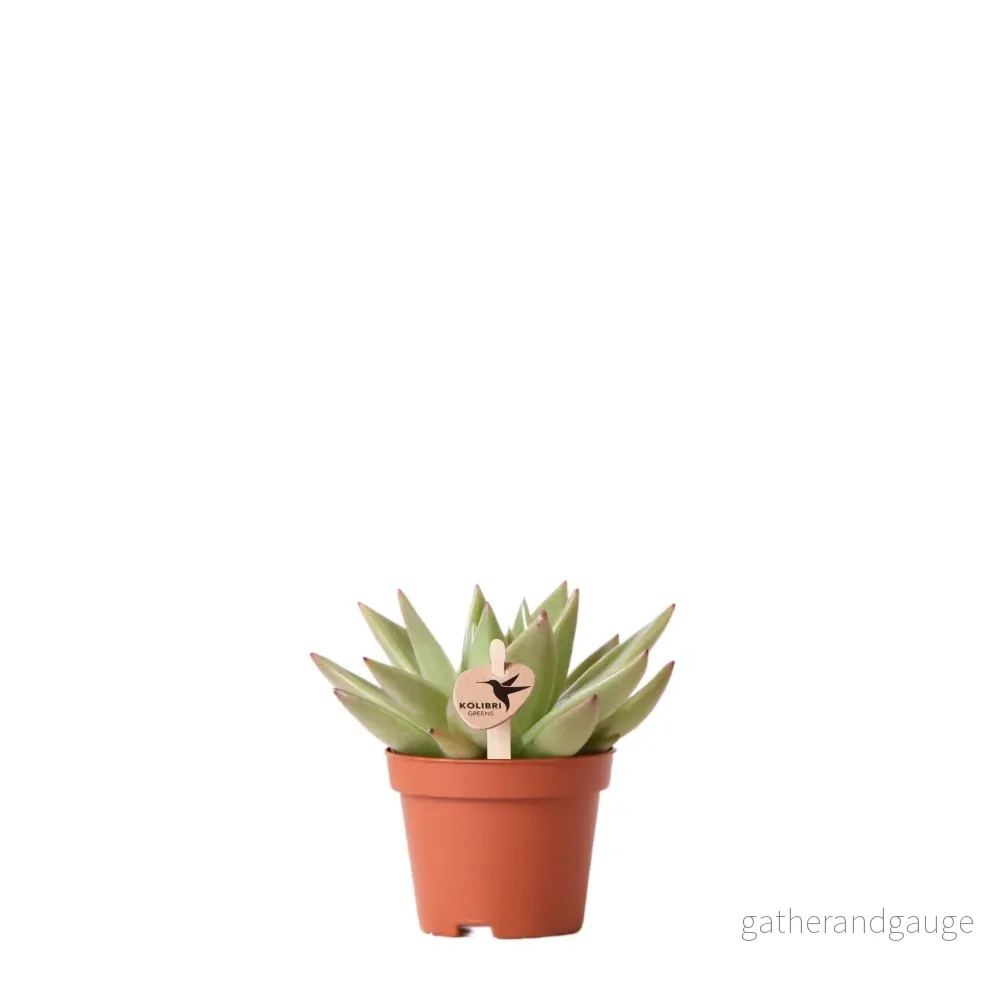 Echeveria Miranda h9cm – succulente Echeveria Miranda h9cm – succulente