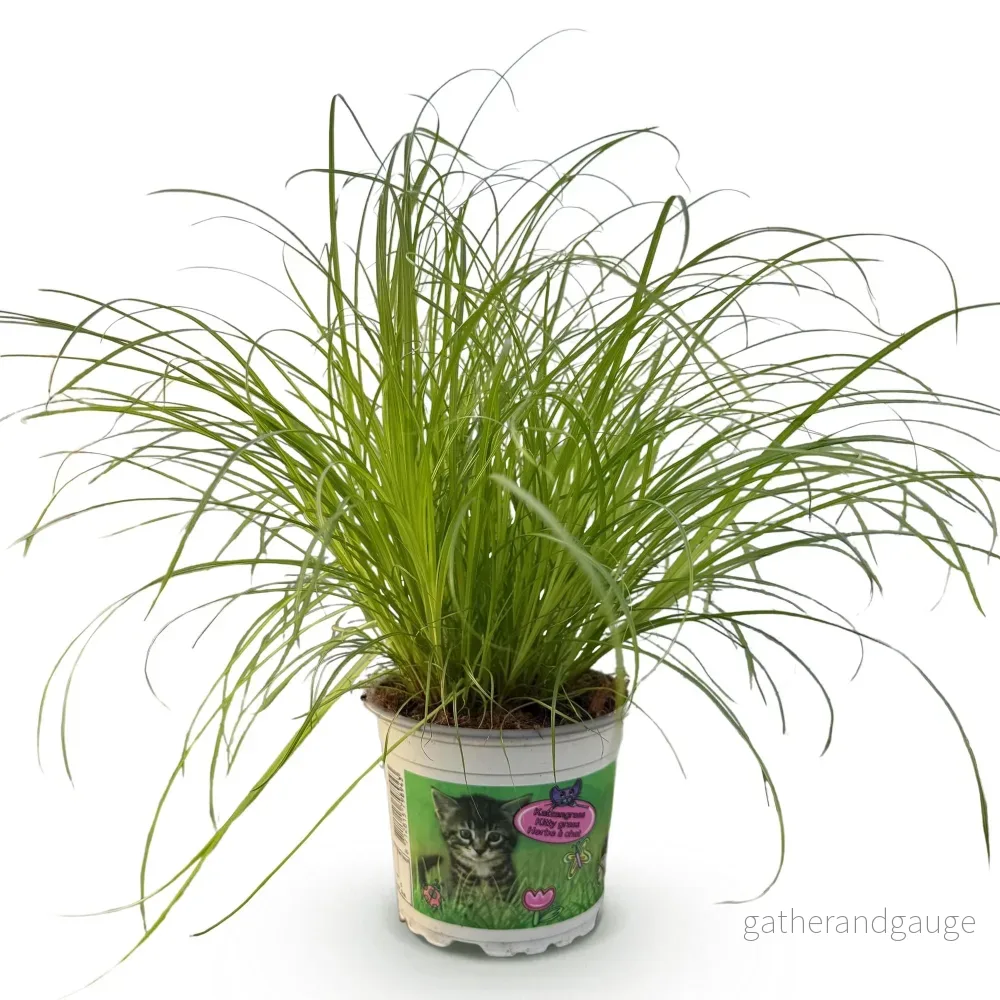 Kattgräs - Cyperus alternifolius Zumula - Bild 3