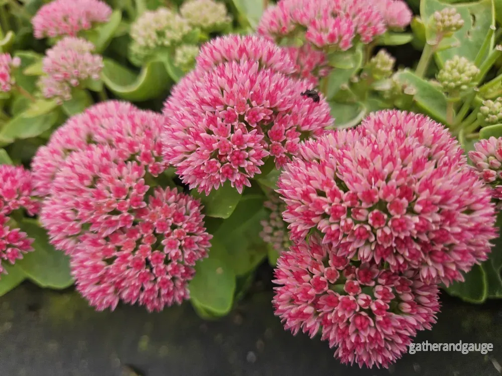 Fettknopp (Hylotelephium) 'Herbstfreude'