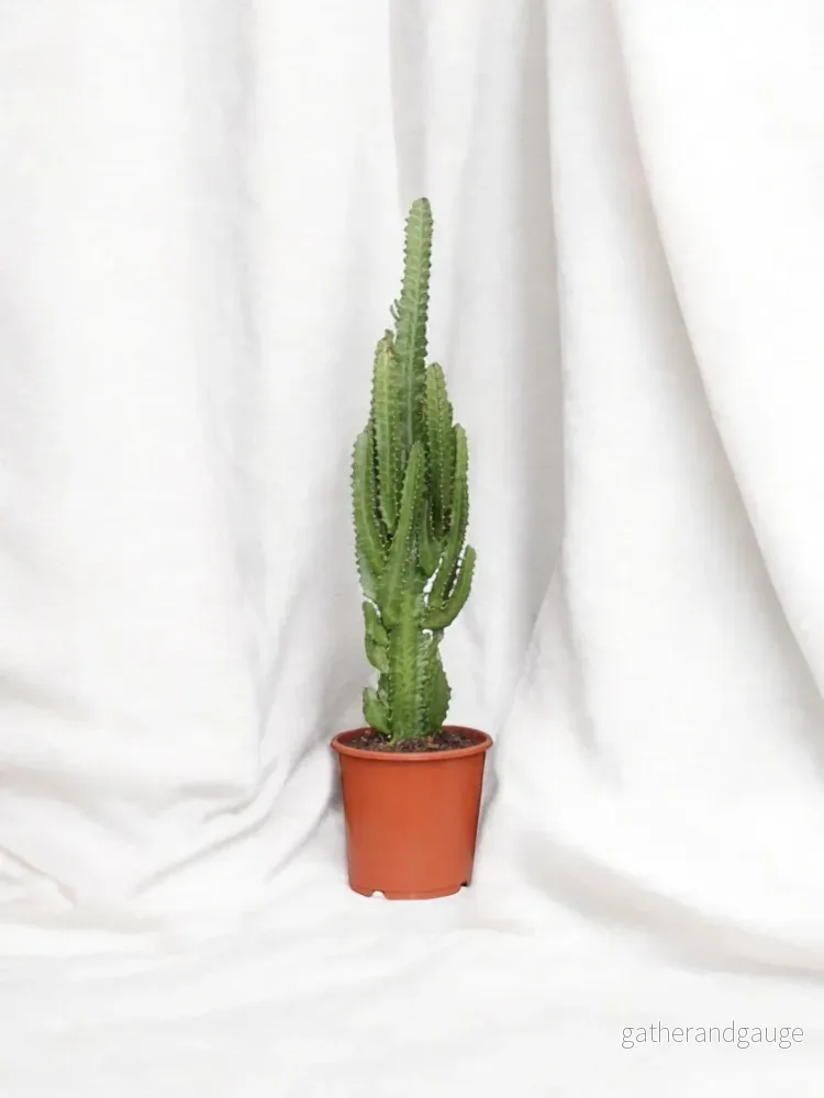 Euphorbia Trigona