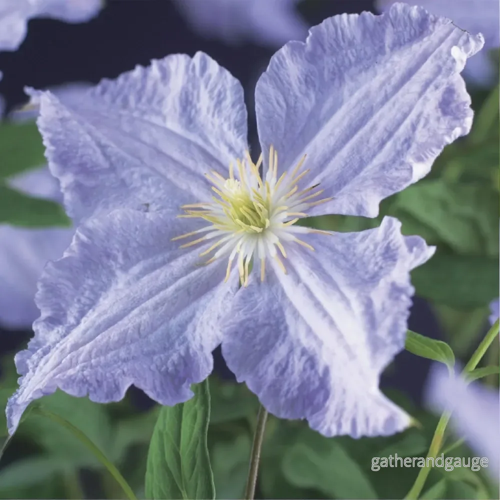 Clematis (Clematit) 'Blue Angel' - Bild 3