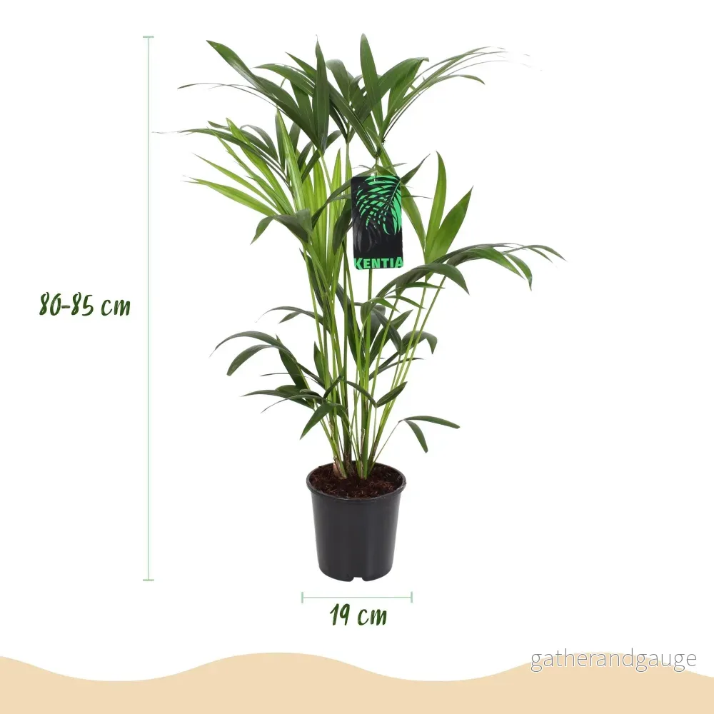 Howea Forsteriana - Bild 2