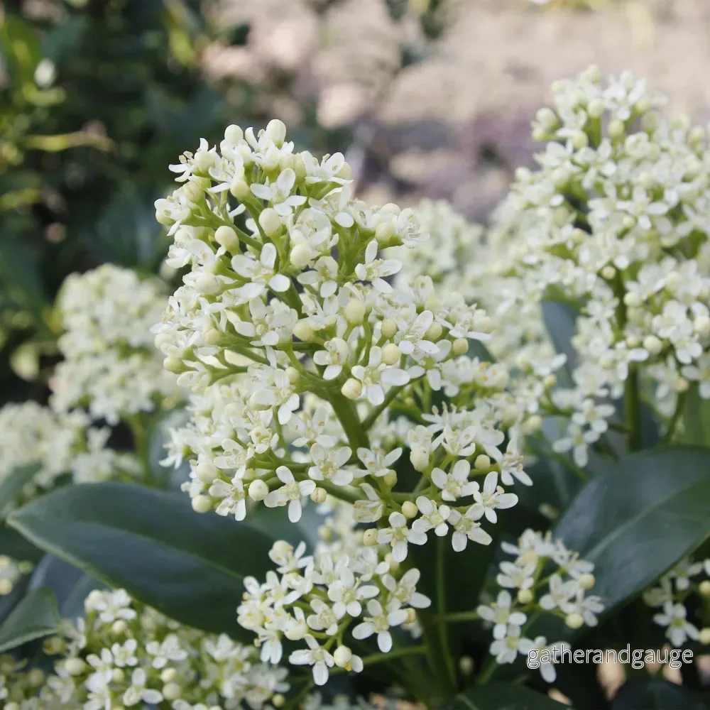 Japansk Skimmia (Skimmia japonica) 'Finchy'