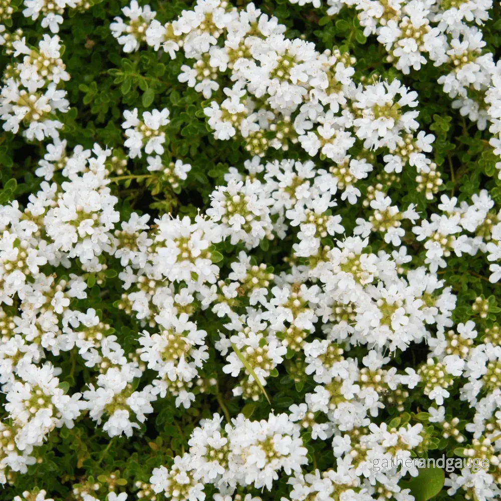 Vit Timjan (Thymus praecox) ’Albiflorus’ Vit Timjan (Thymus praecox) ’Albiflorus’