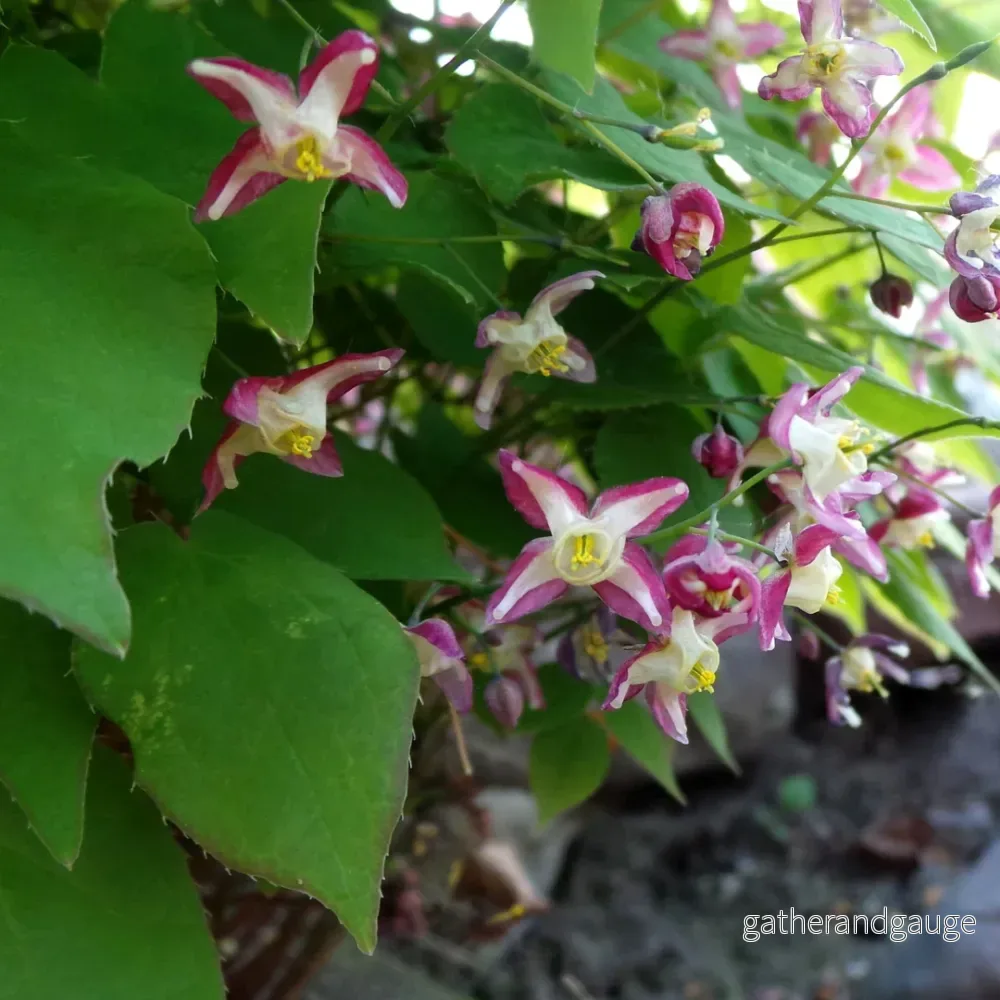 Eläventyyrernas Blomma (Epimedium rubrum) 'Rubrum'
