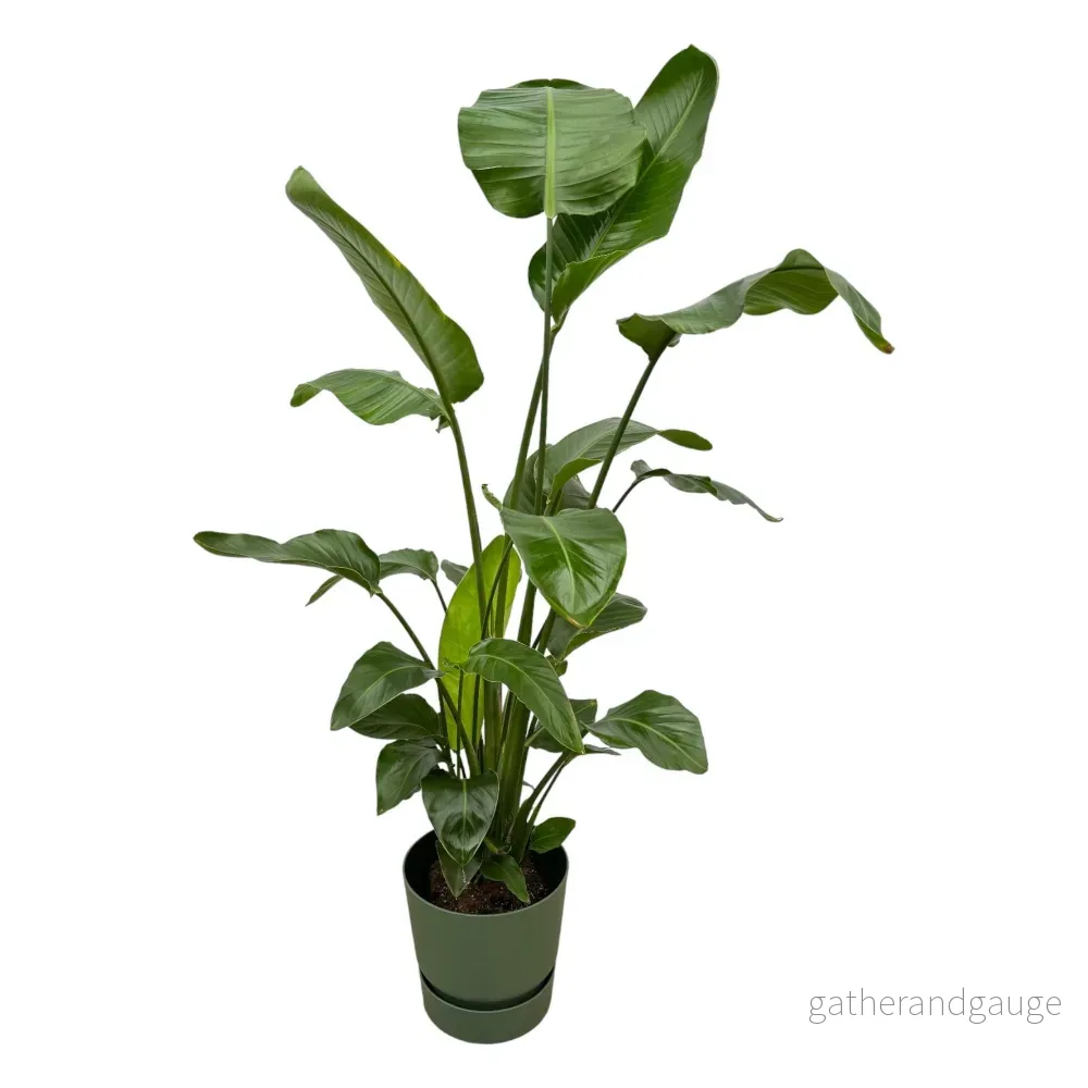 Strelitzia Nicolai 160cm och dess kruka - Bild 2