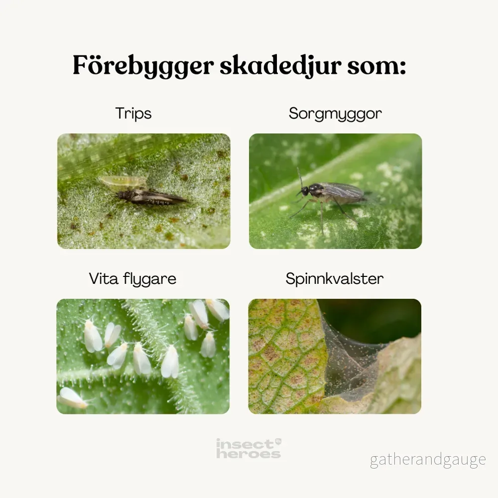 Protect Jungle Deal – förebygg skadedjur - Bild 2