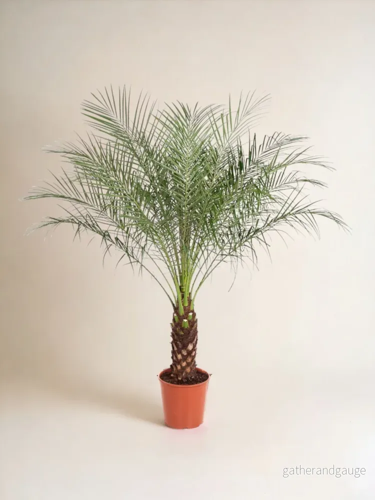 Phoenix Roebelenii Phoenix Roebelenii