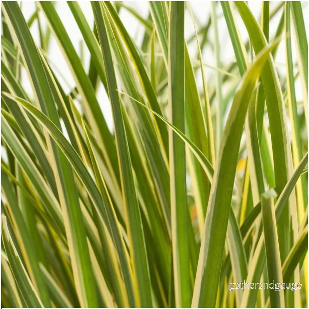 Set med 3 st Acorus gramineus 'Argenteostriatus'