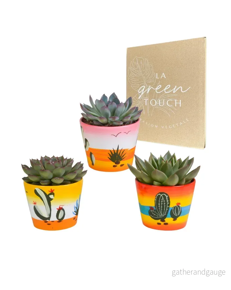 Trio av Echeveria och deras blomkrukor h21cm