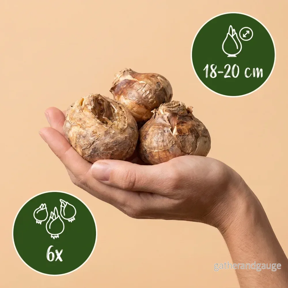 Couronne impériale en mélange - Bild 3