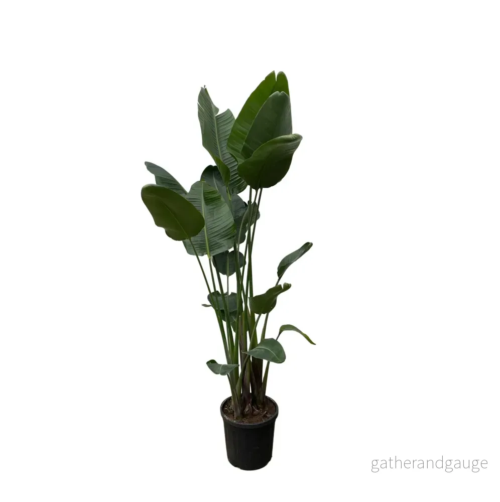 Strelitzia Nicolai XXL – 250 cm – ø50