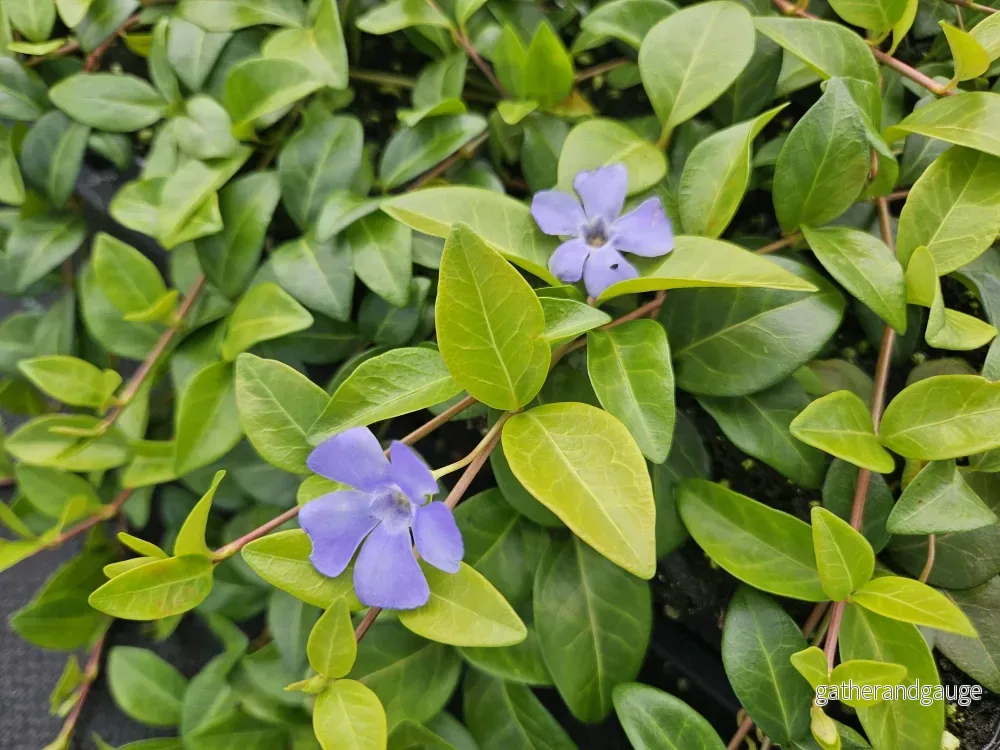 Liten Vintergröna (Vinca Minor) 'La Grave'