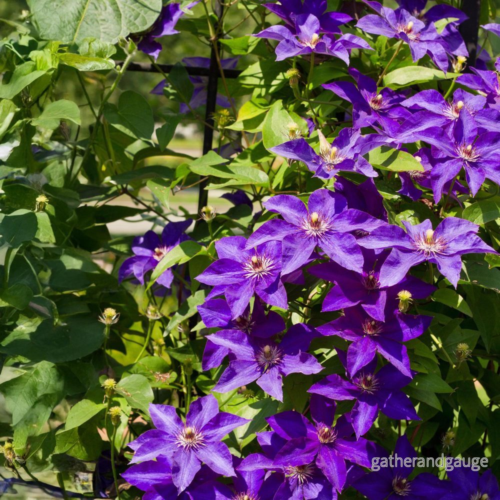Clematis (Clematit) ’The President’ Clematis (Clematit) ’The President’