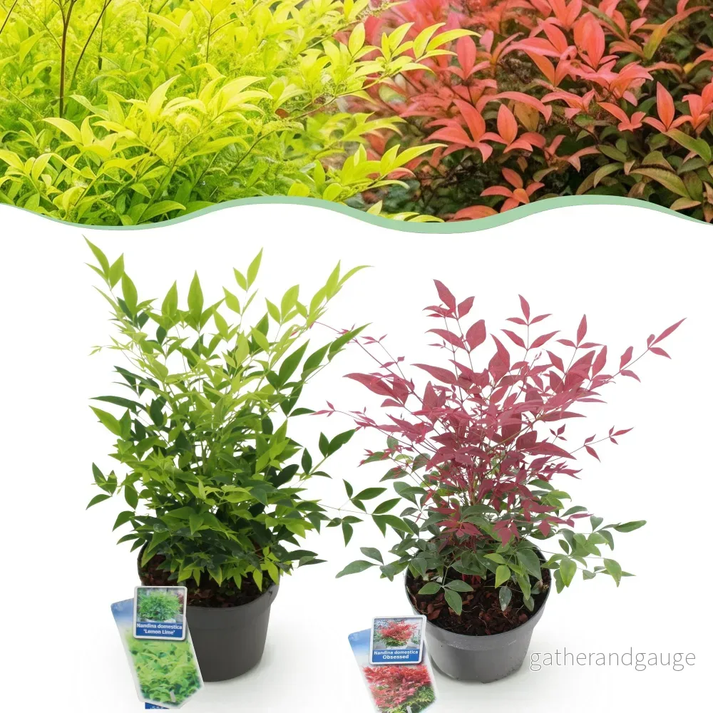 Heligt Bambu (Nandina domestica) 'Duo' - Bild 2