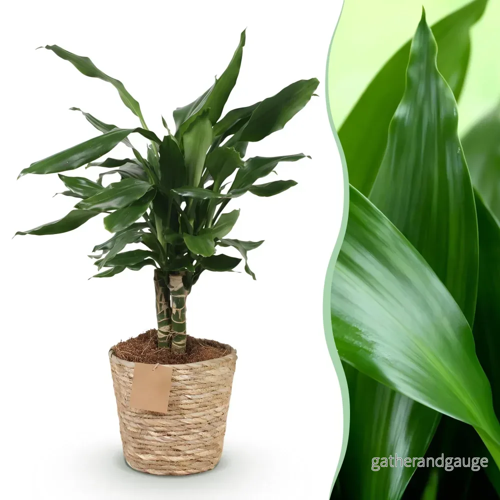Dracaena fragrans och korg - Bild 2