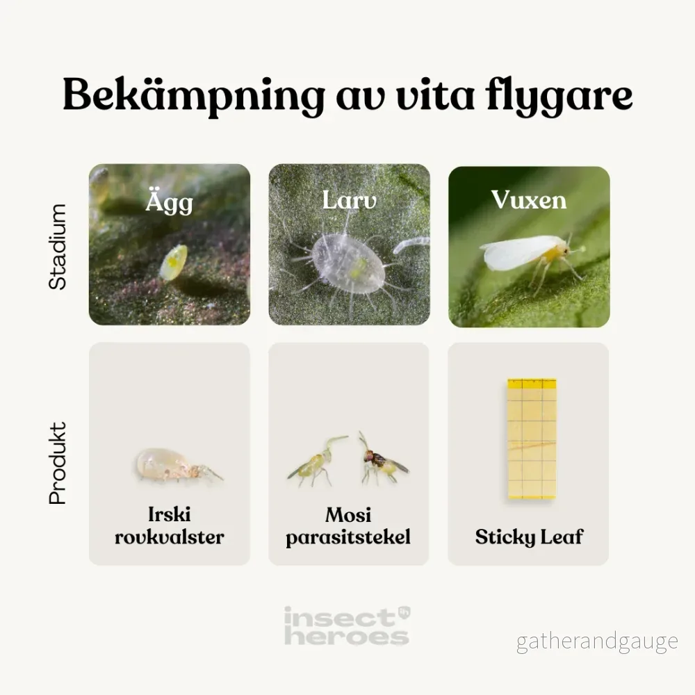 Combi Deal – mot vita flygare - Bild 2